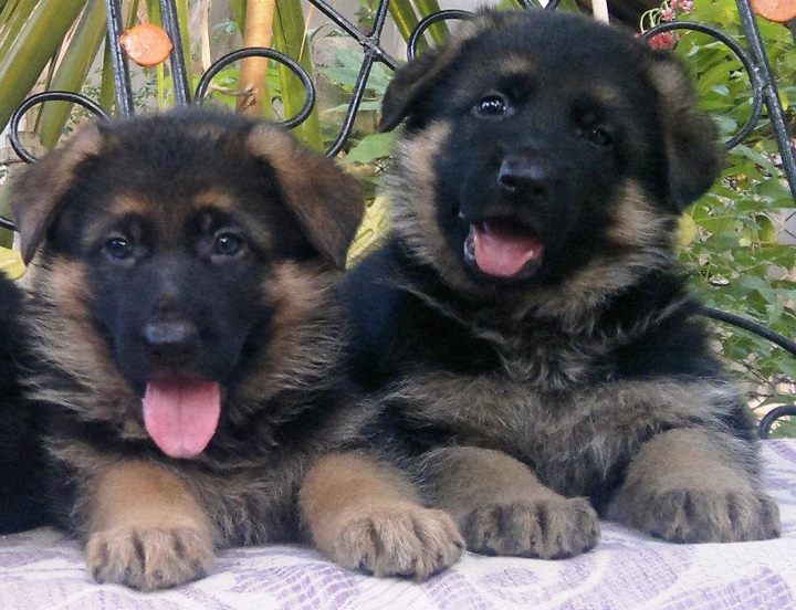 Image of German shepherd posted on 2022-08-22 04:07:05 from Pune